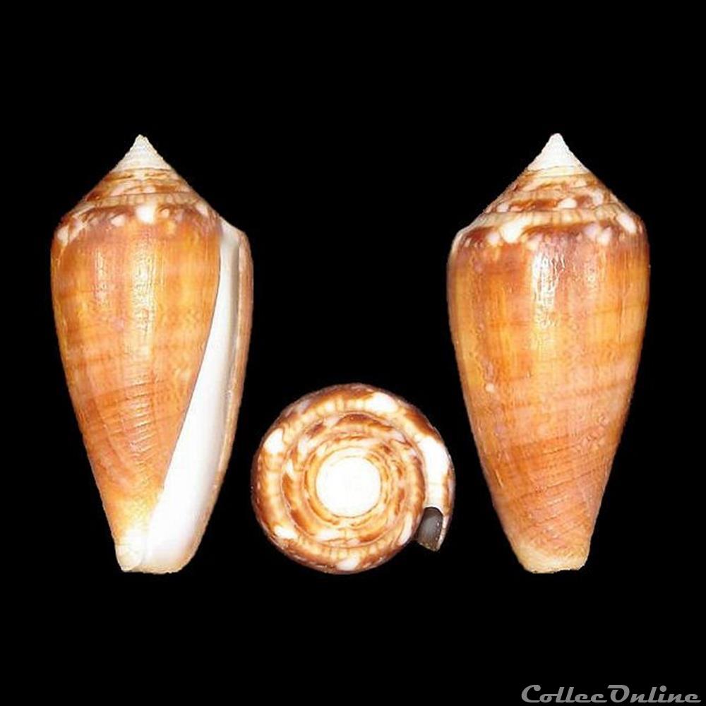 Cylinder barbieri (Raybaudi Massilia, 1995) coquillages fossiles gastropoda cylinder barbieri raybaudi massilia 1995