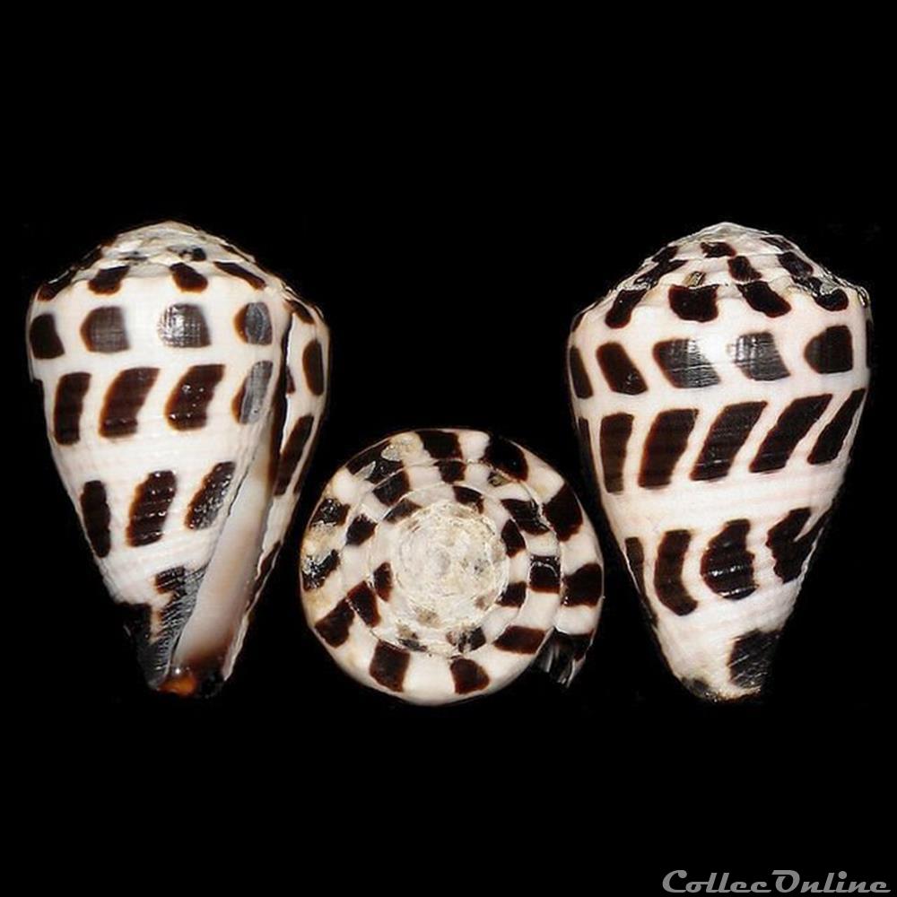 Virroconus ebraeus (Linné, 1758) coquillages fossiles gastropoda virroconus ebraeus linne 1758