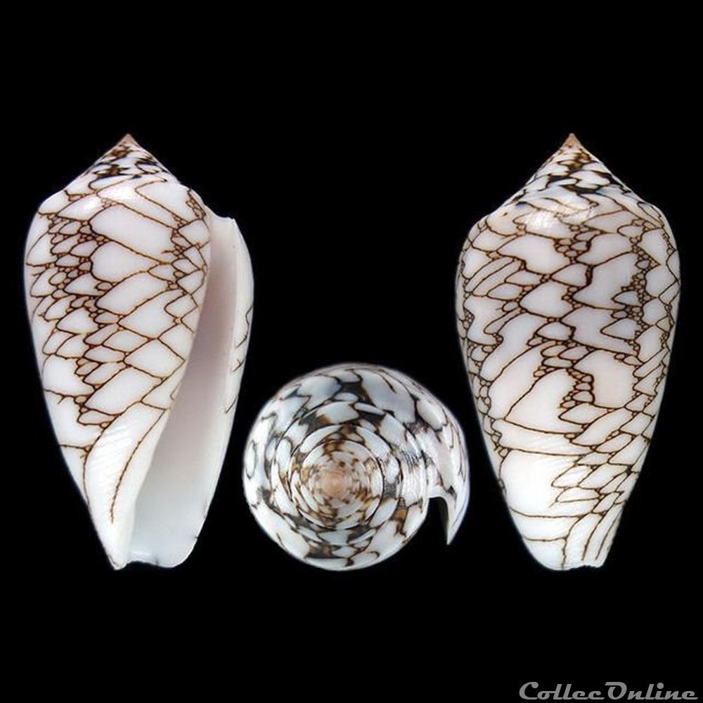 Cylinder vaulberti (Lorenz, 2012) coquillages fossiles gastropoda cylinder vaulberti lorenz 2012