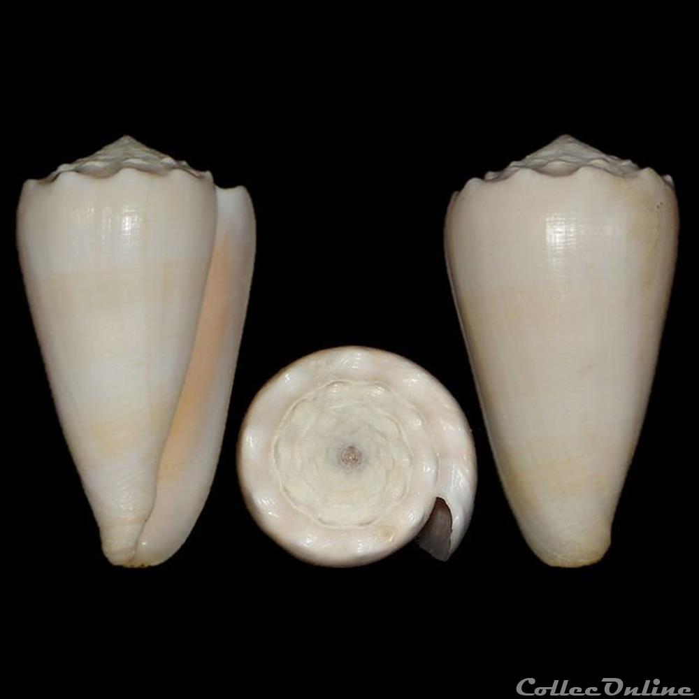 Conus crosseanus f. suffusus (Sowerby III, 1870) coquillages fossiles gastropoda conus crosseanus f suffusus sowerby iii 1870