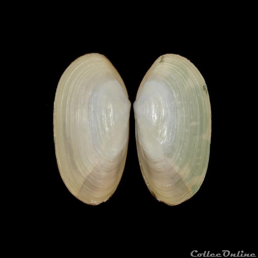 coquillages fossiles bivalvia mactridae lutraria angustior philippi 1844