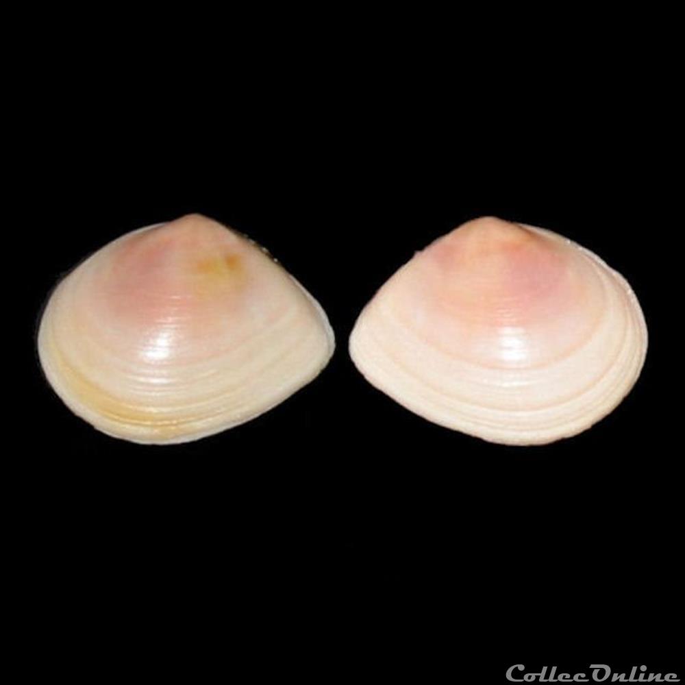 Tellinidae - Limecola balthica (Linné, 1758) coquillages fossiles bivalvia tellinidae limecola balthica linne 1758