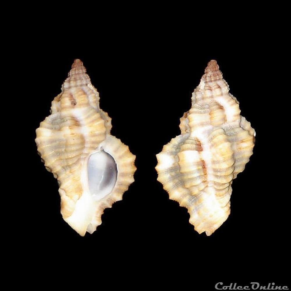 coquillages fossiles gastropoda muricidae inermicosta inermicosta vokes 1964