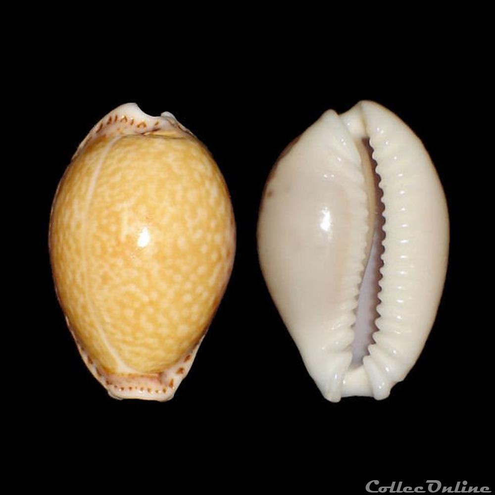 Cypraeidae - Naria acicularis (Gmelin, 1791) coquillages fossiles gastropoda cypraeidae naria acicularis gmelin 1791