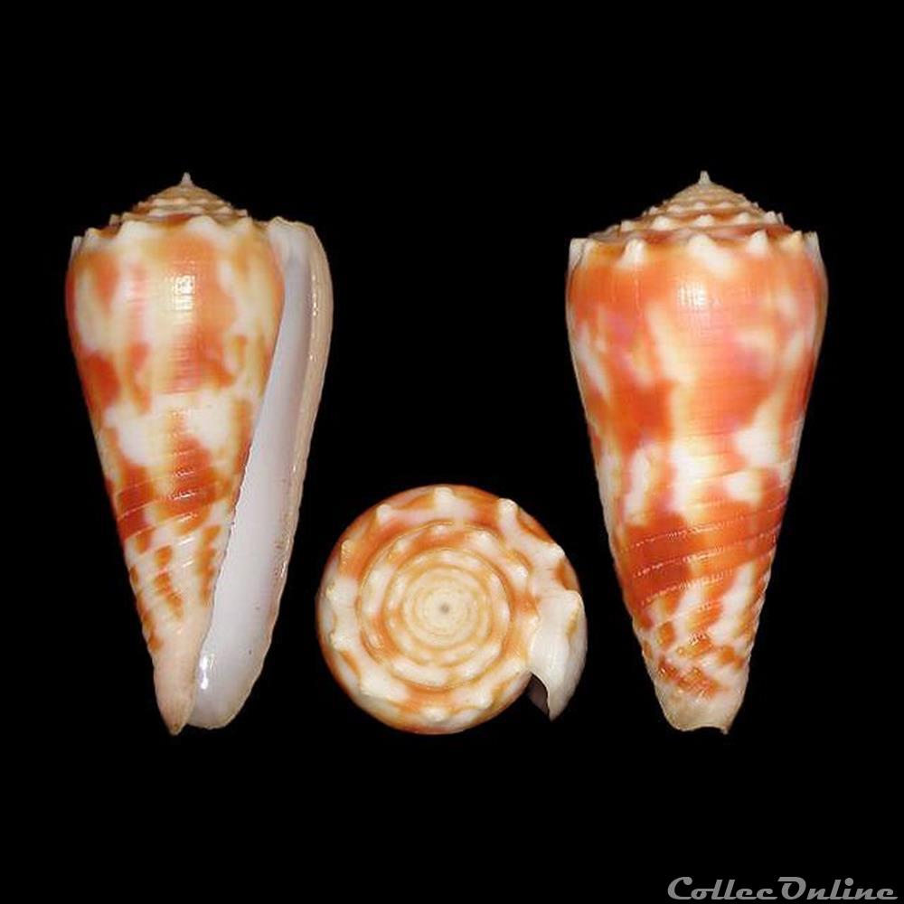 Fulgiconus (Fugiconus) merleti (Mayissian, 1974) coquillages fossiles gastropoda fulgiconus fugiconus merleti mayissian 1974