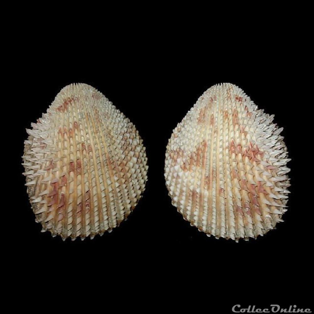 coquillages fossiles bivalvia cardiidae trachycardium isocardia linne 1758
