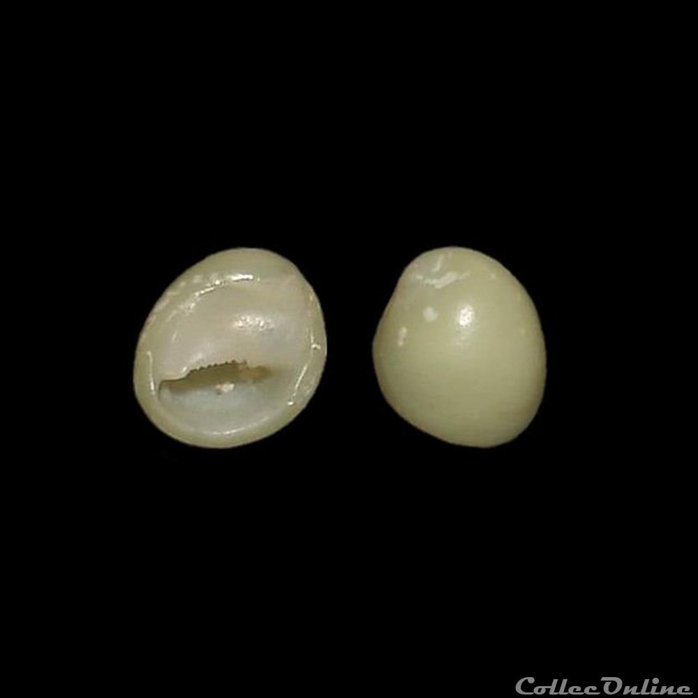 Neritidae - Smaragdia viridis Lamarck, 1822 coquillages fossiles gastropoda neritidae smaragdia viridis lamarck 1822