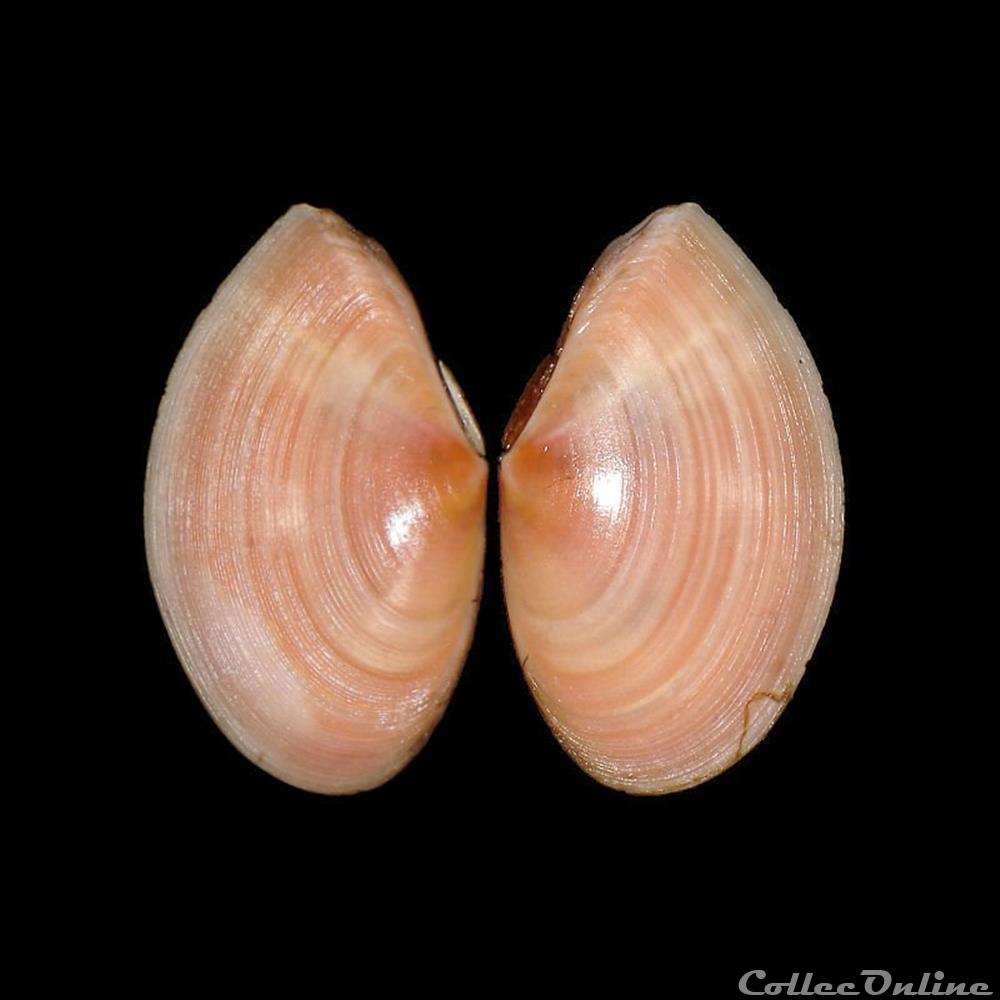 Tellinidae - Bosemprella incarnata (Linné, 1758) coquillages fossiles bivalvia tellinidae bosemprella incarnata linne 1758