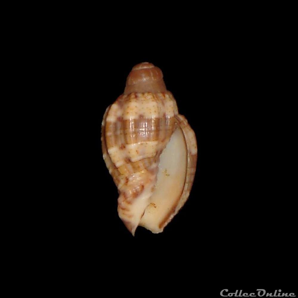 Volutidae - Voluta musica (Linné, 1758) coquillages fossiles gastropoda volutidae voluta musica linne 1758