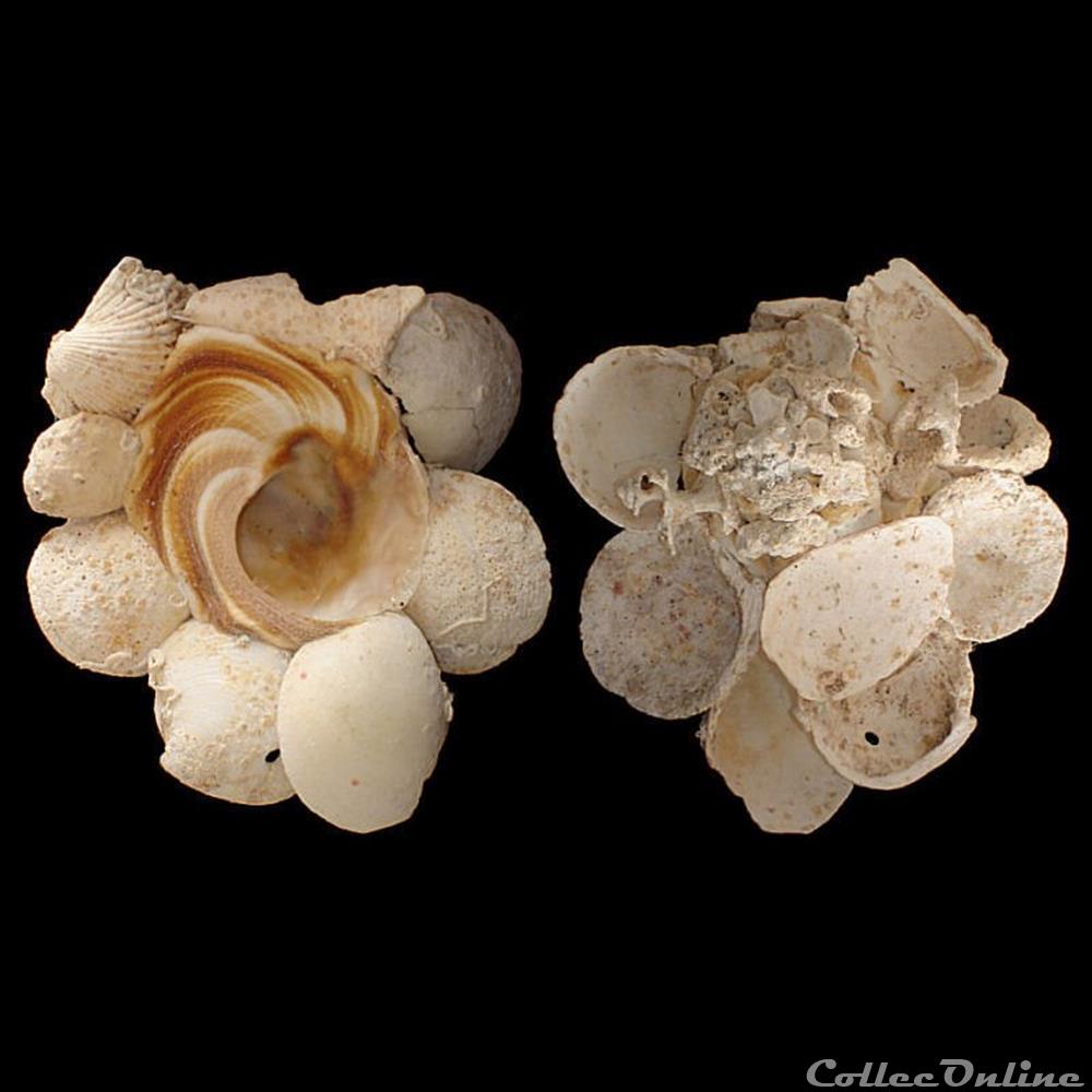 coquillages fossiles gastropoda xenophoridae xenophora conchyliophora born 1780