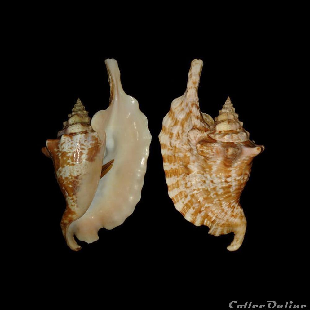 Strombidae - Lobatus gallus (Linné, 1758) coquillages fossiles gastropoda strombidae lobatus gallus linne 1758