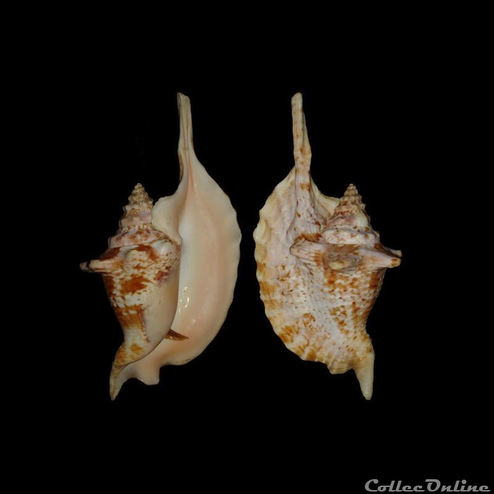 Strombidae - Lobatus gallus (Linné, 1758) coquillages fossiles gastropoda strombidae lobatus gallus linne 1758