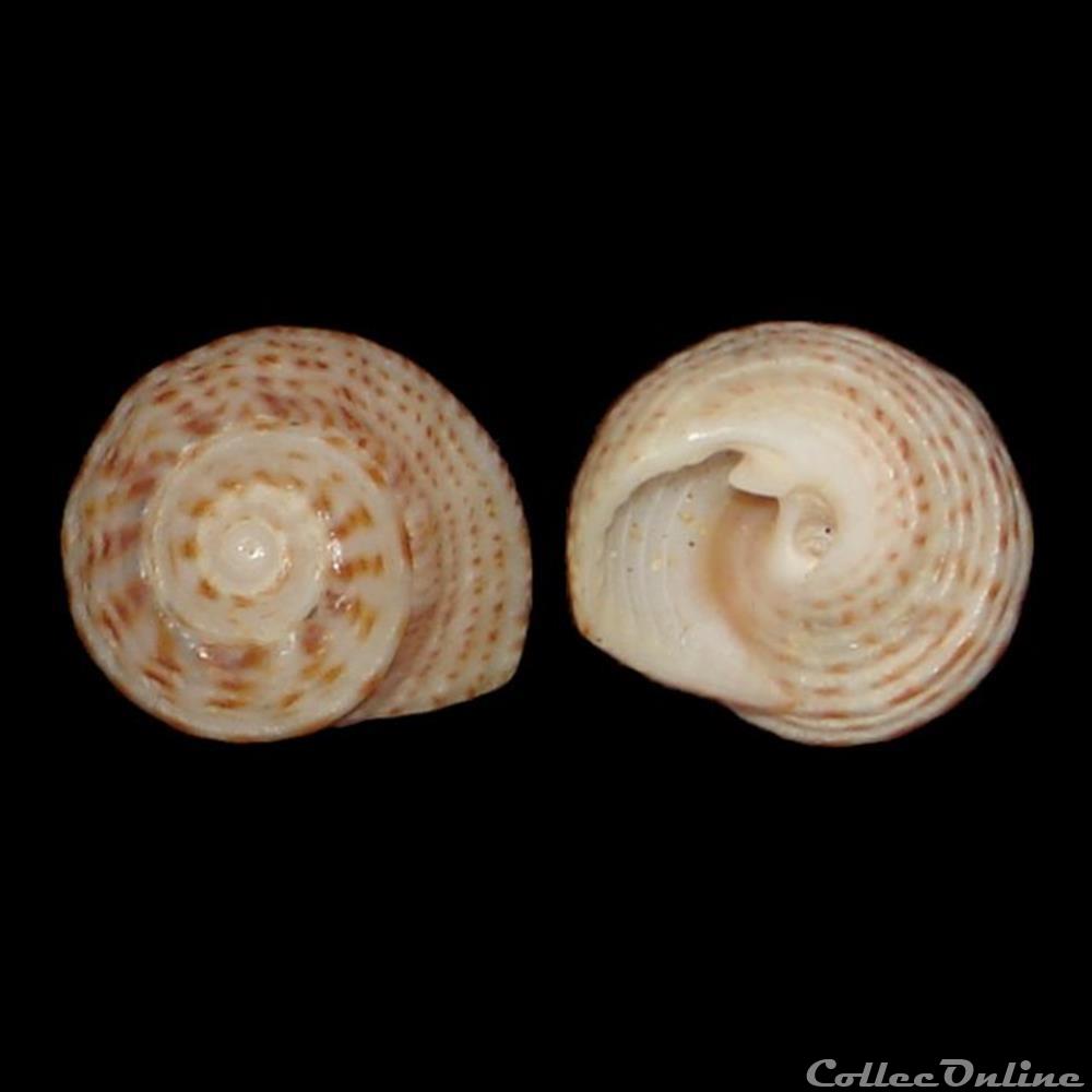 Modulidae - Modulus modulus (Linné, 1758) coquillages fossiles gastropoda modulidae modulus modulus linne 1758