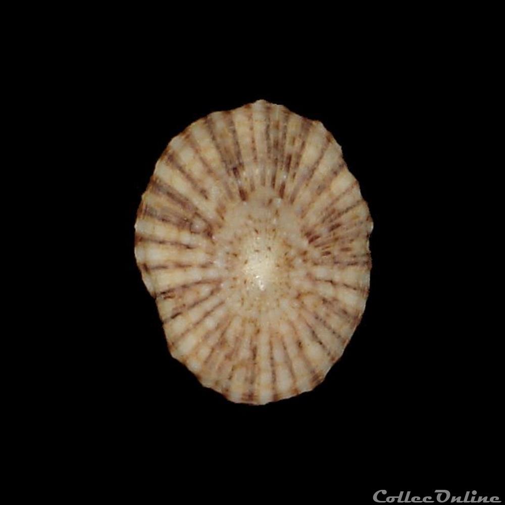 coquillages fossiles gastropoda fissurellidae diodora listeri d orbigny 1847