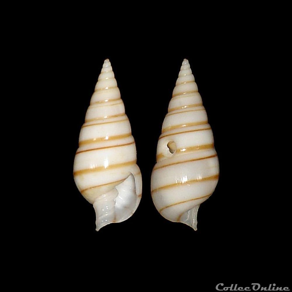 coquillages fossiles gastropoda pyramidellidae pyramidella dolabrata linne 1758