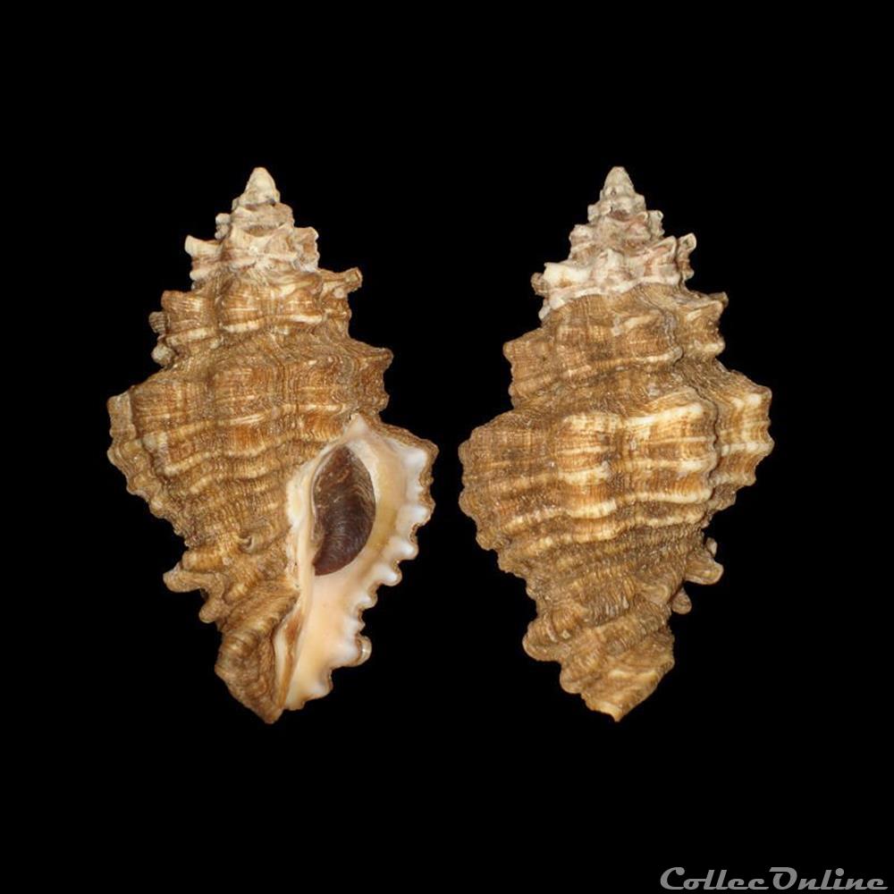Turbinellidae - Vasum capitellum (Linné, 1758) coquillages fossiles gastropoda turbinellidae vasum capitellum linne 1758