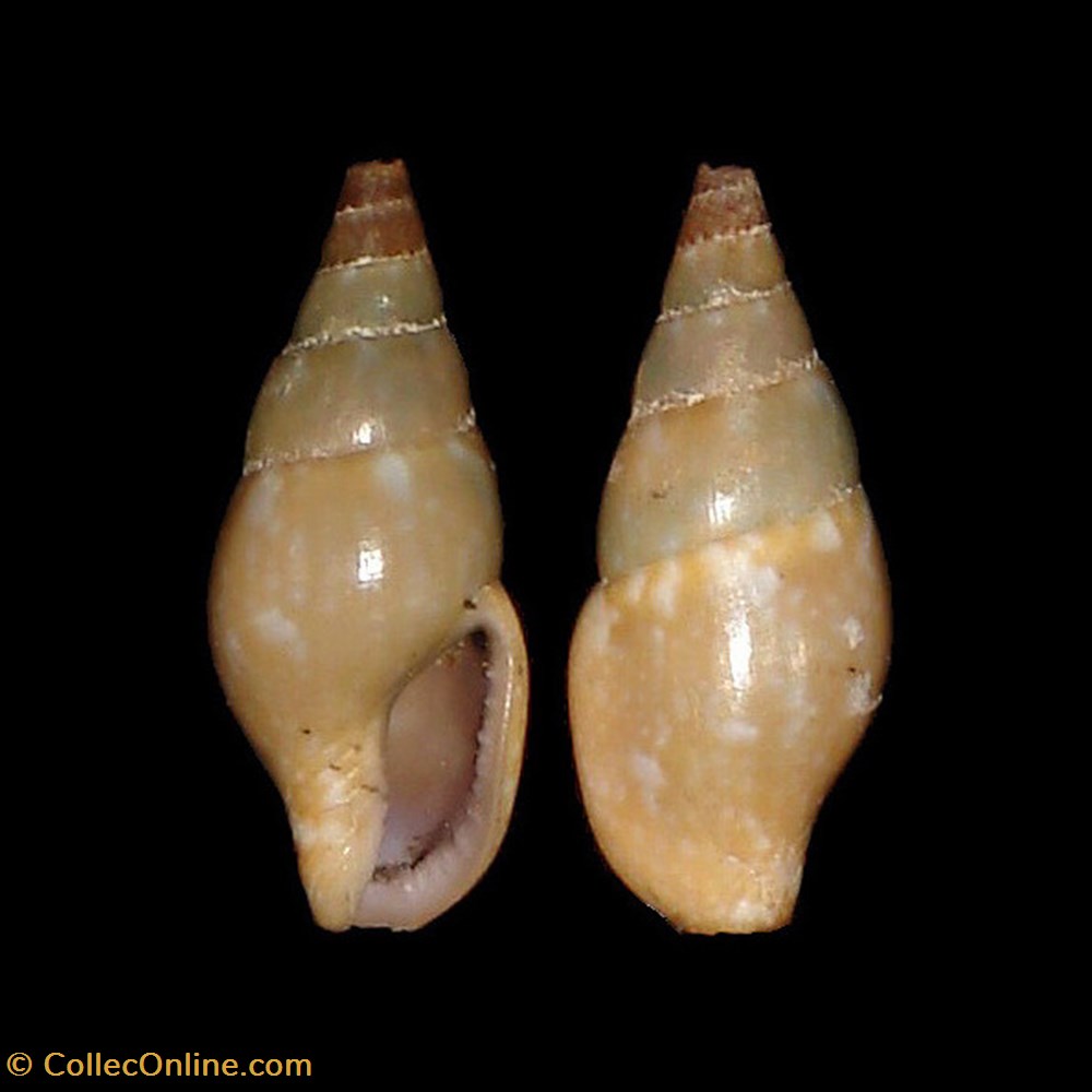 Columbellidae - Mitrella gervillii (Payraudeau, 1826) coquillages fossiles gastropoda columbellidae mitrella gervillii payraudeau 1826