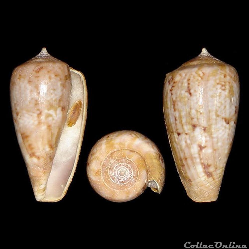 Floraconus tinianus (Hwass in Bruguière, 1792) coquillages fossiles gastropoda floraconus tinianus hwass in bruguiere 1792
