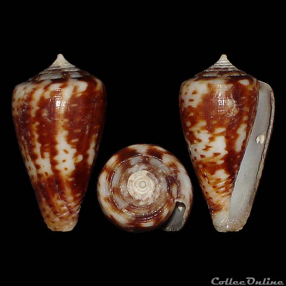 Kioconus (Nitidoconus) boeticus (Reeve, 1844) coquillages fossiles gastropoda kioconus nitidoconus boeticus reeve 1844