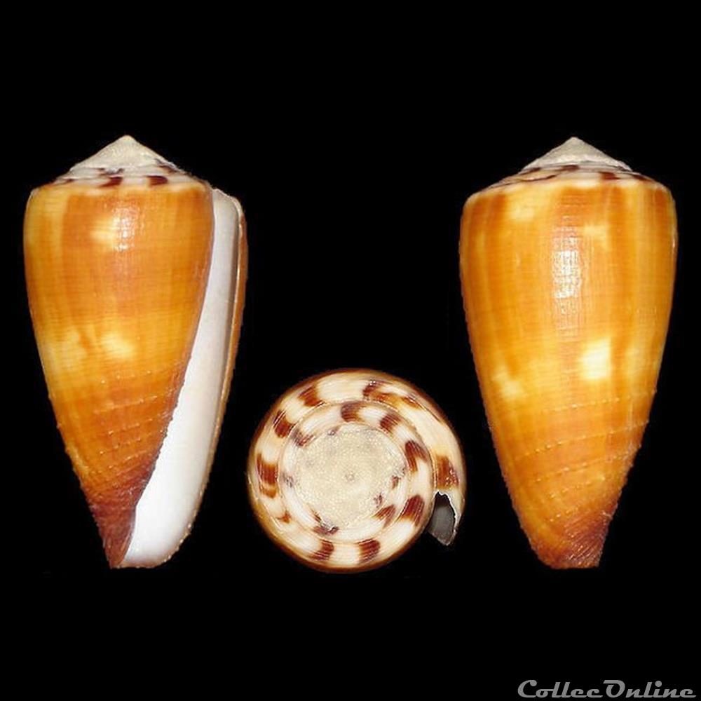 Strategoconus (Vituliconus) ferrugineus (Hwass in Bruguière, 1792) coquillages fossiles gastropoda strategoconus vituliconus ferrugineus hwass in bruguiere 1792