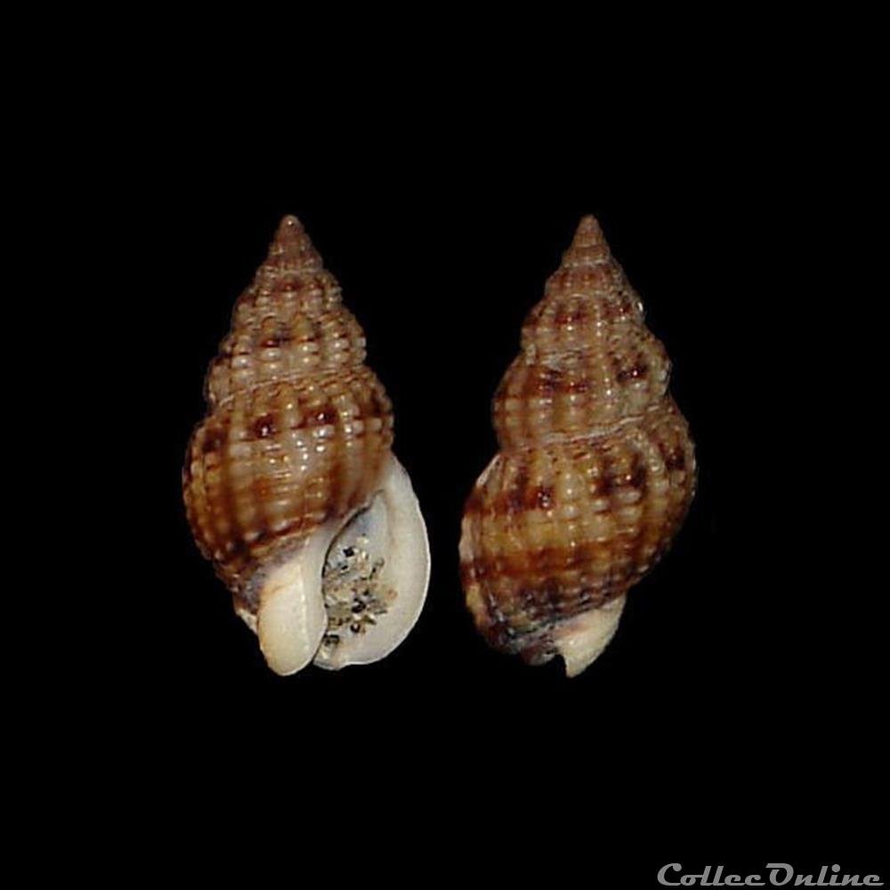 Nassariidae - Tritia incrassata (Ström, 1768) coquillages fossiles gastropoda nassariidae tritia incrassata strom 1768