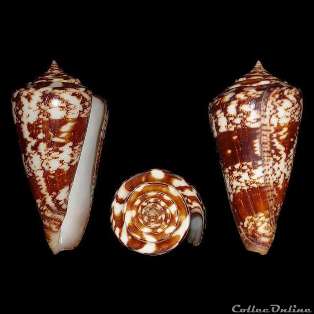 Leptoconus amadis (Gmelin, 1791) coquillages fossiles gastropoda leptoconus amadis gmelin 1791