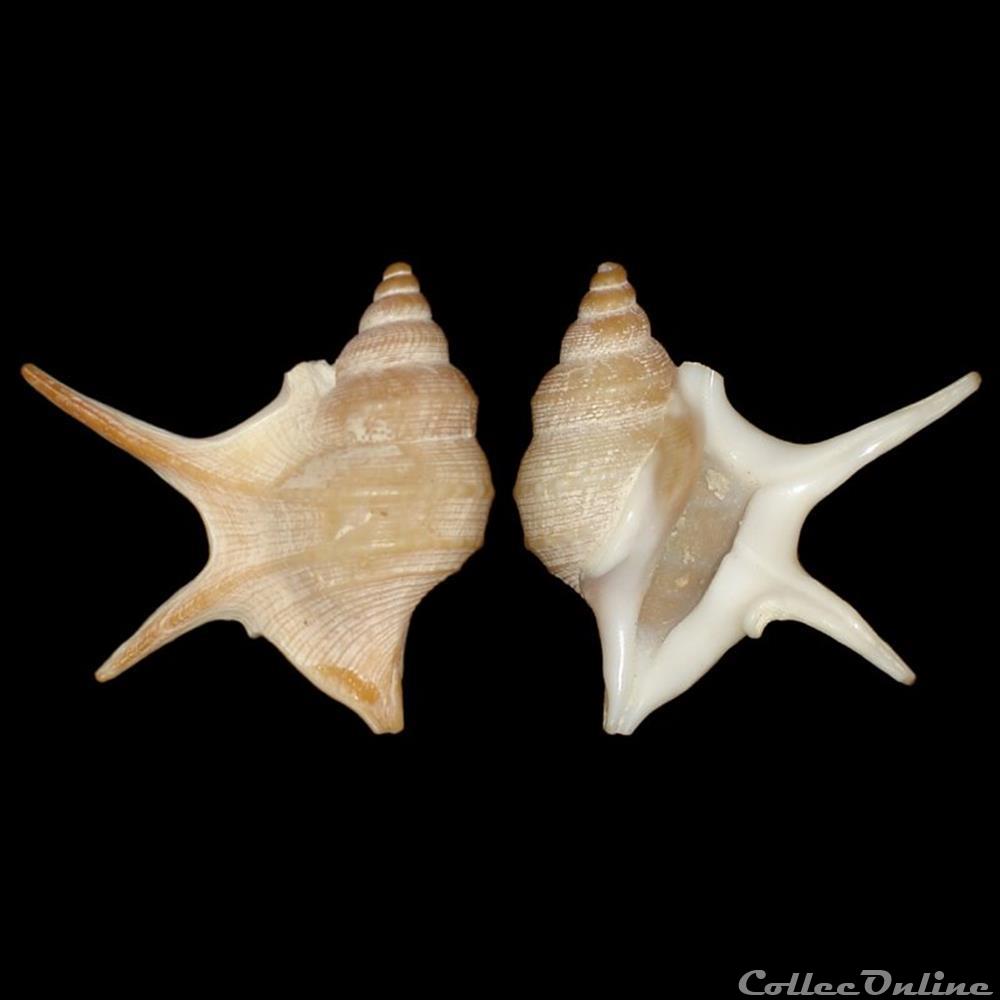 coquillages fossiles gastropoda aporrhaidae aporrhais pesgallinae barnard 1963