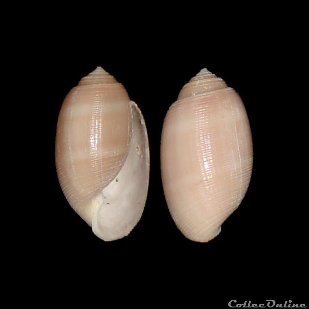 Actenoidae - Acteon tornatilis (Linné, 1758) coquillage fossile gastropodum actenoidae acteon tornatilis linne 1758