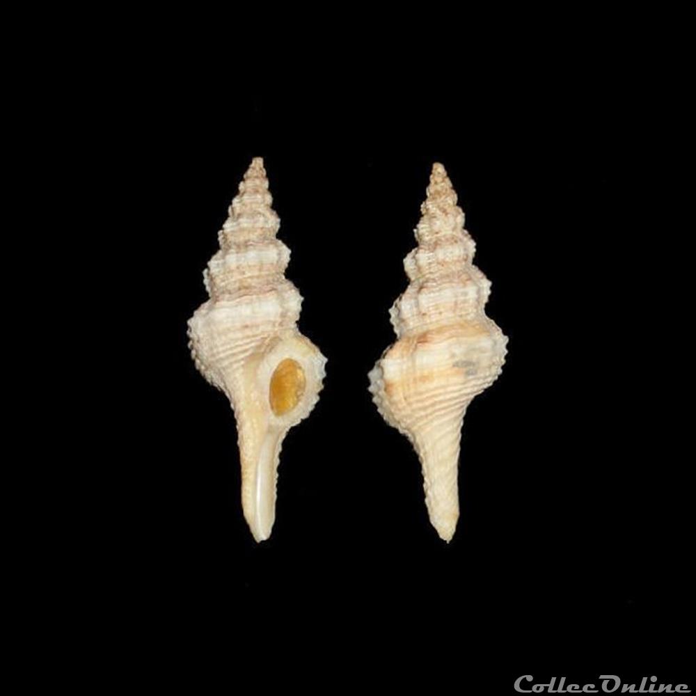 Fasciolariidae - Pseudofusus pulchellus (Philippi, 1840) coquillages fossiles gastropoda fasciolariidae pseudofusus pulchellus philippi 1840