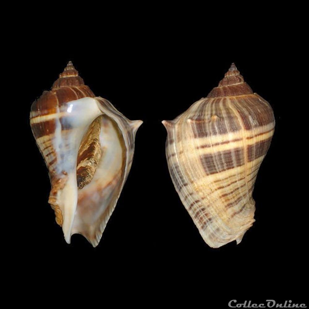 Melongenidae - Melongena melongena (Linné, 1758) coquillages fossiles gastropoda melongenidae melongena melongena linne 1758