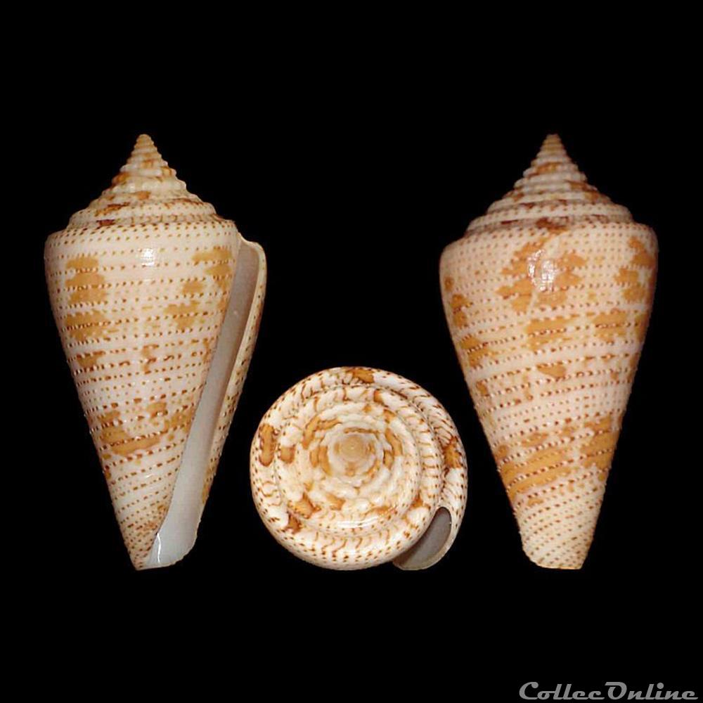 Tenorioconus mappa (Lightfoot, 1786) coquillages fossiles gastropoda tenorioconus mappa lightfoot 1786