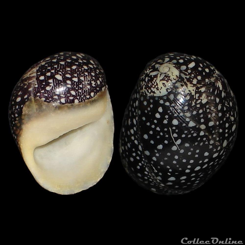 Neritidae - Nereina punctulata (Lamarck, 1816) coquillages fossiles gastropoda neritidae nereina punctulata lamarck 1816