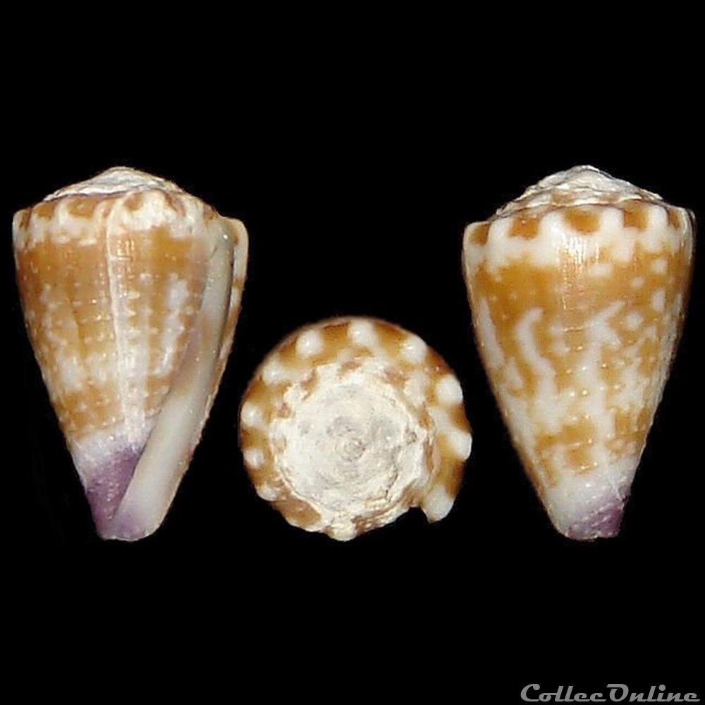 Harmoniconus nux (Broderip, 1833) coquillages fossiles gastropoda harmoniconus nux broderip 1833