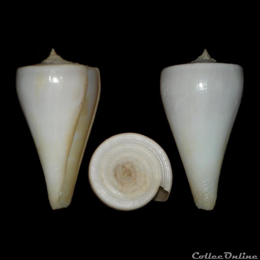 coquillages fossiles gastropoda continuconus sugimotonis kuroda 1928