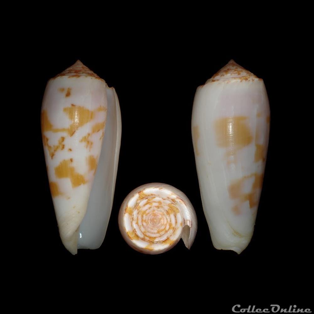 Pionoconus subfloridus (da Motta, 1985) coquillages fossiles gastropoda pionoconus subfloridus da motta 1985