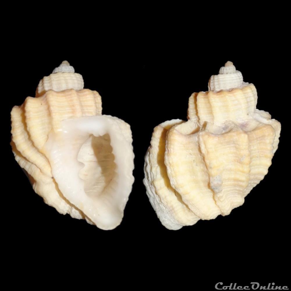 Cancellariidae - Trigonostoma scala (Gmelin, 1791) coquillages fossiles gastropoda cancellariidae trigonostoma scala gmelin 1791