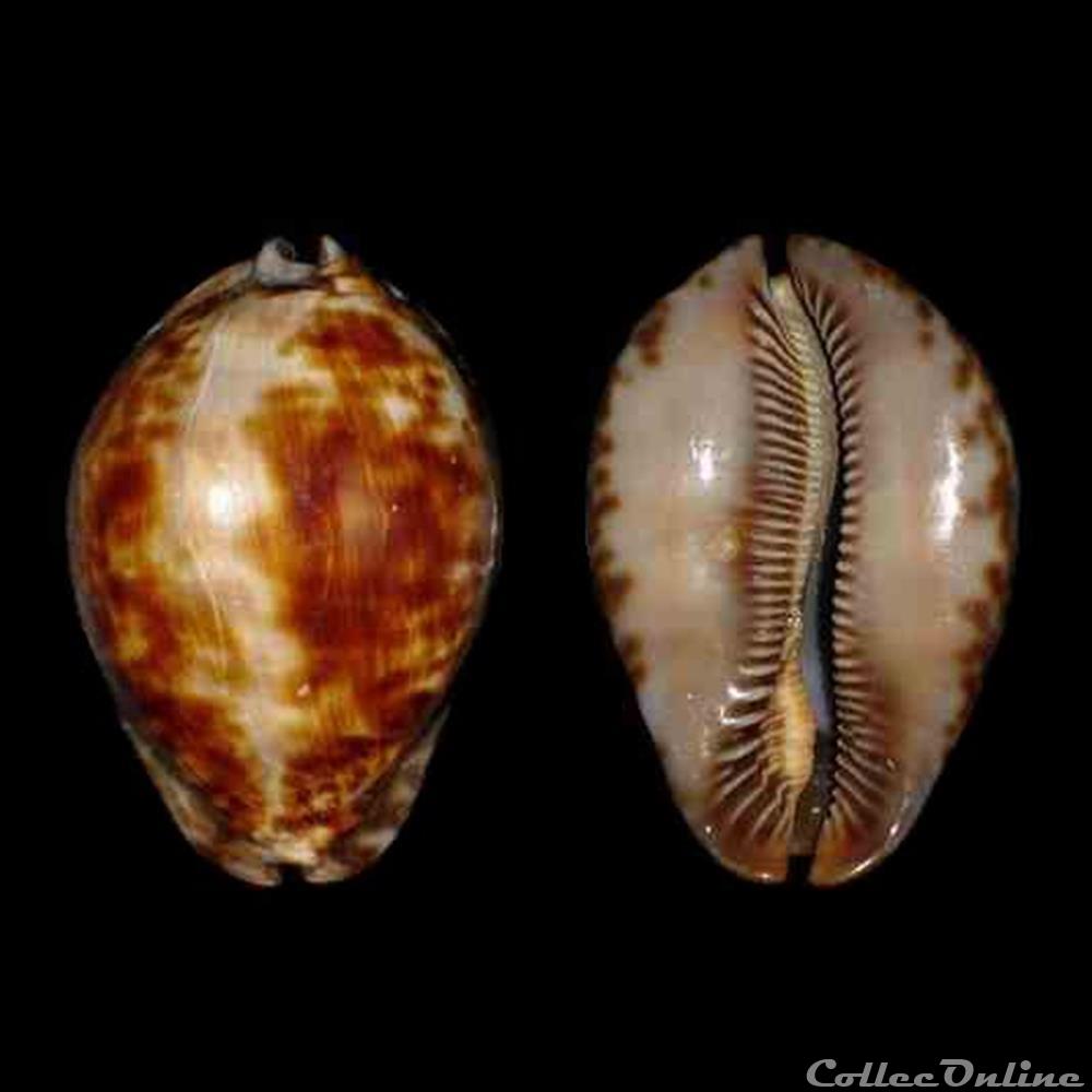 Cypraeidae - Trona stercoraria stercoraria (Linné, 1758) coquillages fossiles gastropoda cypraeidae trona stercoraria stercoraria linne 1758