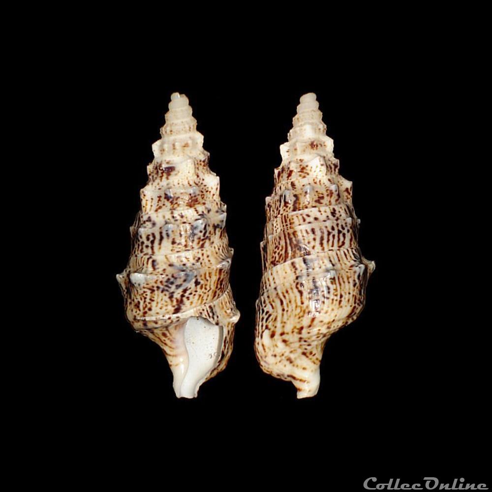 Cerithiidae - Rhinoclavis vertagus (Linné, 1767) coquillage fossile gastropodum cerithiidae rhinoclavis vertagus linne 1767