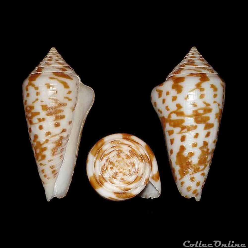 Phasmoconus (Phasmoconus) adenensis (Smith, 1891) coquillages fossiles gastropoda phasmoconus phasmoconus adenensis smith 1891