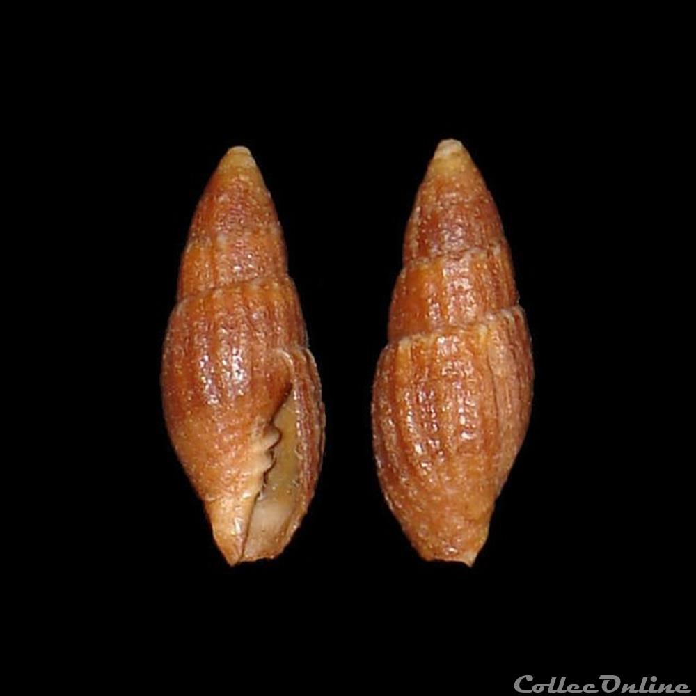 Mitridae - Neotiara nodulosa (Gmelin, 1791) coquillages fossiles gastropoda mitridae neotiara nodulosa gmelin 1791