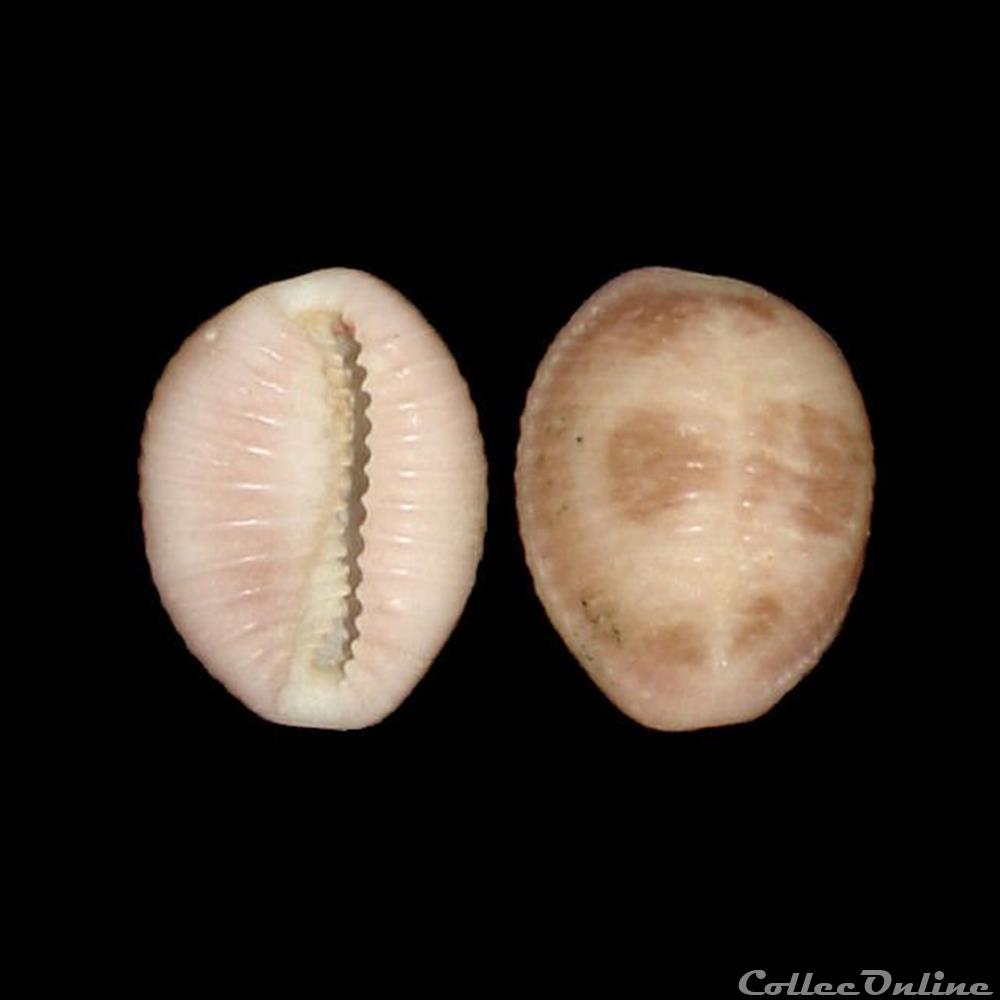 Triviidae - Pusula pediculus (Linné, 1758) coquillages fossiles gastropoda triviidae pusula pediculus linne 1758