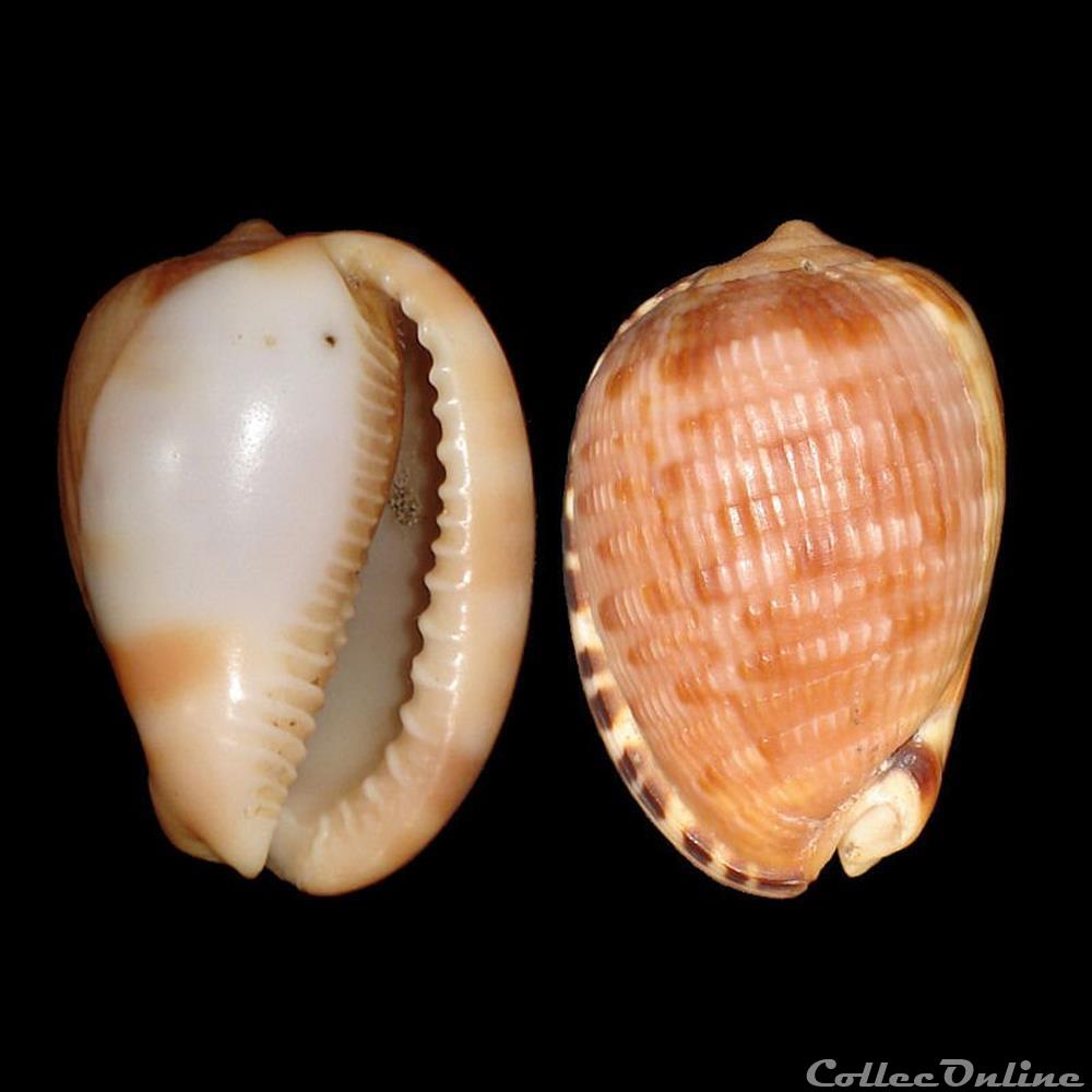 Cassidae - Cypraecassis testiculus (Linné, 1758) coquillages fossiles gastropoda cassidae cypraecassis testiculus linne 1758