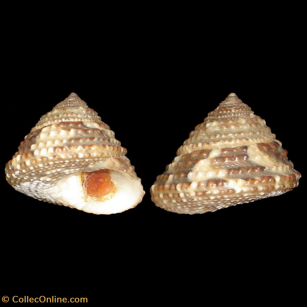 Trochidae - Clanculus guineensis (Gmelin, 1791) coquillages fossiles gastropoda trochidae clanculus guineensis gmelin 1791