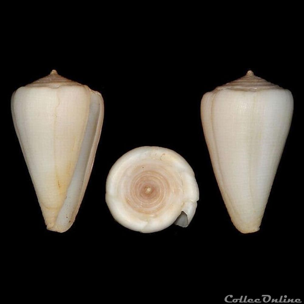 Monteiroconus ambiguus (Reeve, 1844) coquillages fossiles gastropoda monteiroconus ambiguus reeve 1844