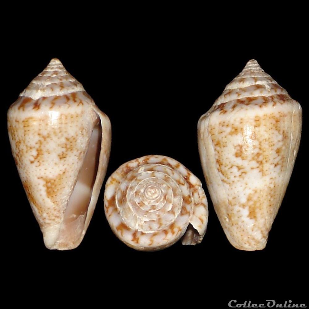 Conidae - Lautoconus (Lautoconus) ventricosus (Gmelin, 1791) coquillage fossile gastropodum conidae lautoconus lautoconus ventricosus gmelin 1791