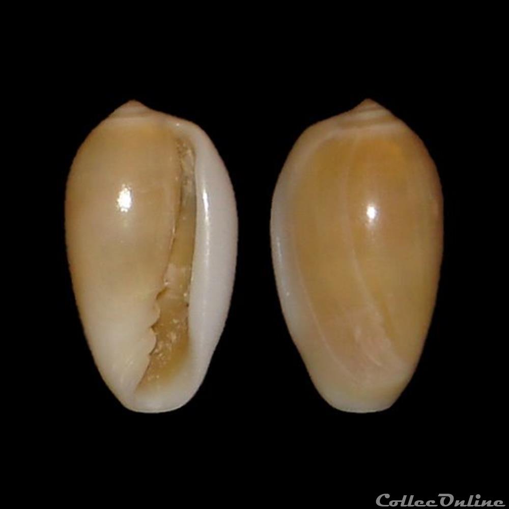 coquillages fossiles gastropoda marginellidae volvarina exilis gmelin 1791