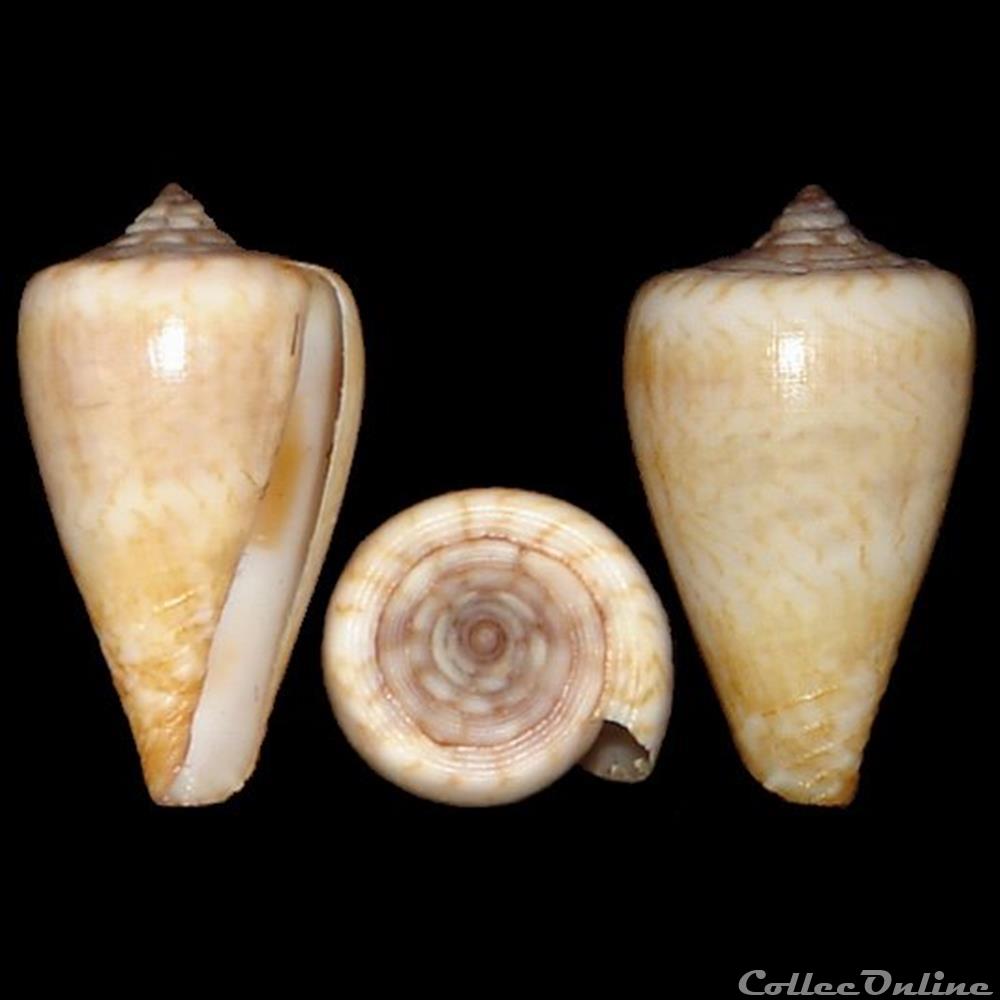 Lautoconus (Africonus) raulsilvai (Rolán, Monteiro & Fernandes, 1998) coquillages fossiles gastropoda lautoconus africonus raulsilvai rolan monteiro fernandes 1998