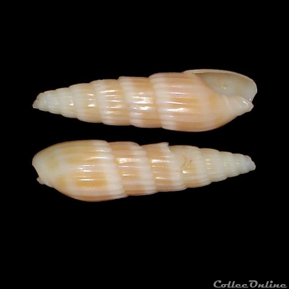 Terebridae - Hastula hastata (Gmelin, 1791) coquillages fossiles gastropoda terebridae hastula hastata gmelin 1791
