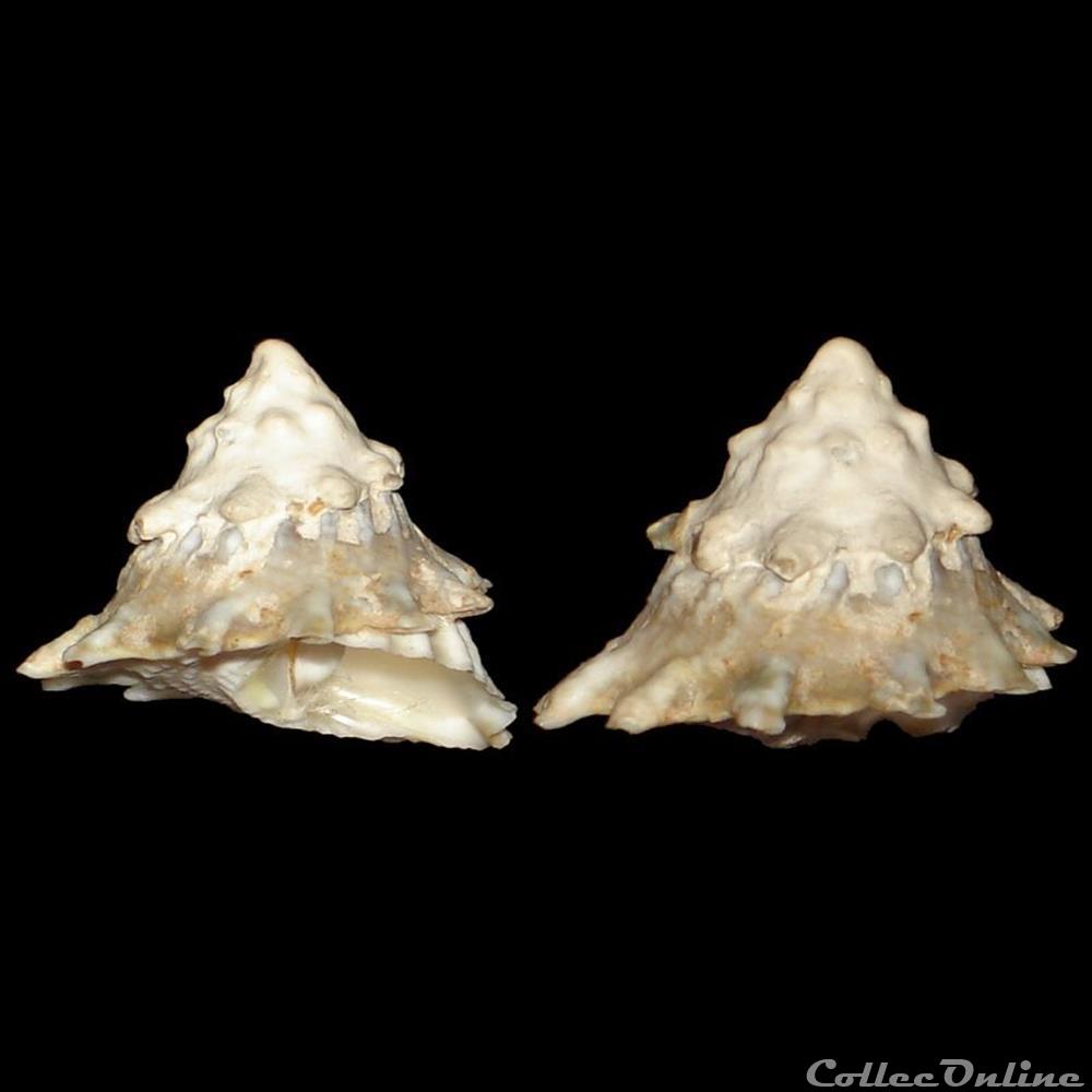 Turbinidae - Lithopoma tectum (Lightfoot, 1786) coquillages fossiles gastropoda turbinidae lithopoma tectum lightfoot 1786