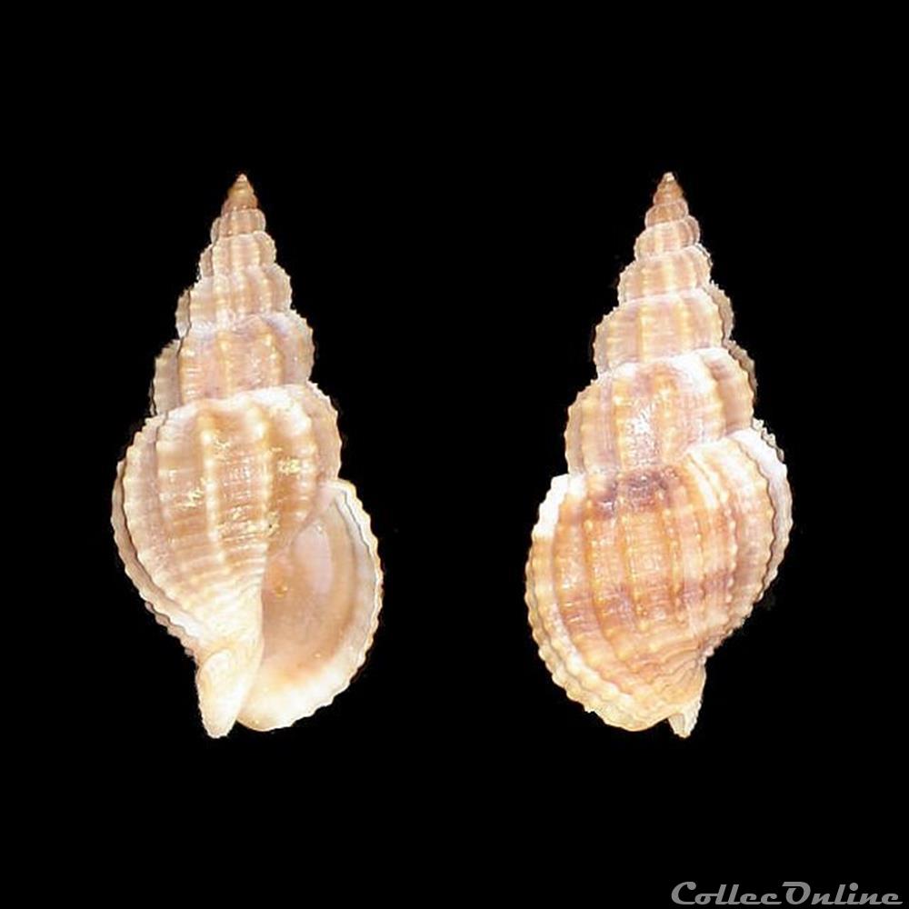 coquillages fossiles gastropoda nassariidae photinae antillophos grateloupianus petit de la saussaye 1853